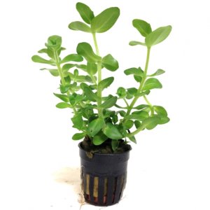 ANUBIAS - BACOPA CAROLINIANA